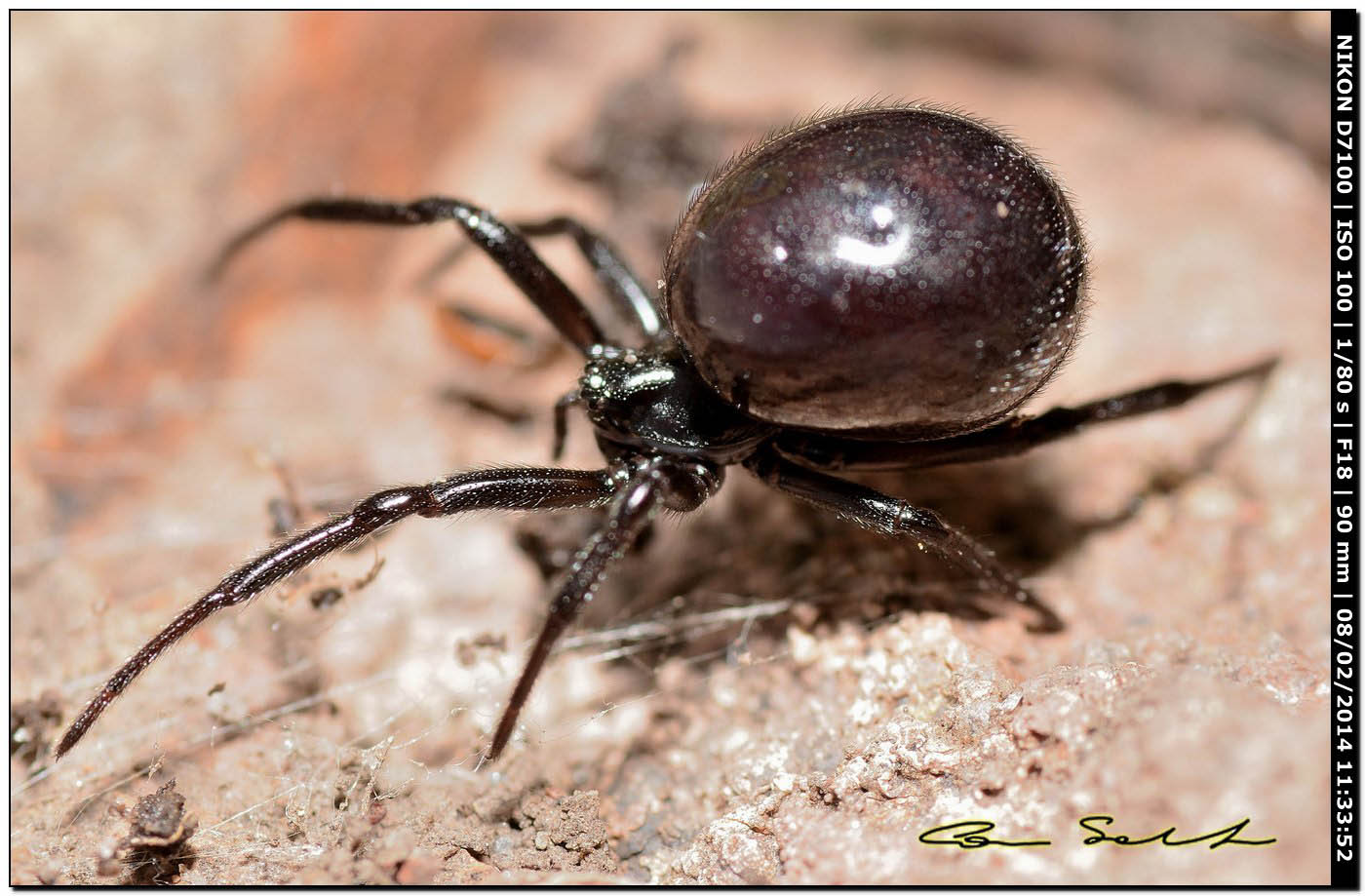 Steatoda paykulliana - Alghero (SS)